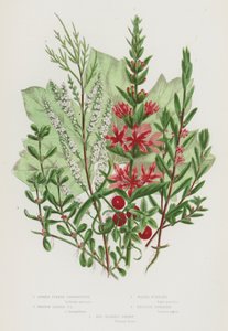 Piante da fiore della Gran Bretagna: Salcerella a spiga, Salcerella a foglie di issopo, Porcellana d