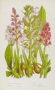 Piante da fiore della Gran Bretagna: Orchidea palmata maculata, Orchidea piramidale, Orchidea lucertola, Gymnadenia fragrante (litografia a colori) da English School