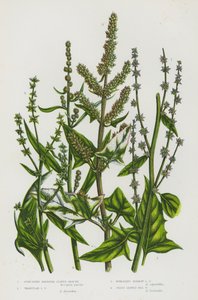 Piante da fiore della Gran Bretagna: Atriplice a foglie di alabarda, Atriplice a foglie triangolari, Atriplice a foglie strette, Atriplice a foglie di erba