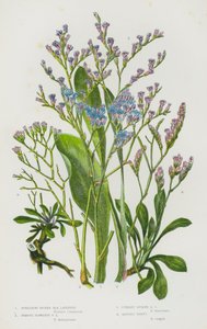Piante da fiore della Gran Bretagna: Spreading Spiked Sea Lavender, Remote Flowered Sea Lavender, Upright Spiked Sea Lavender, Matted Thrift