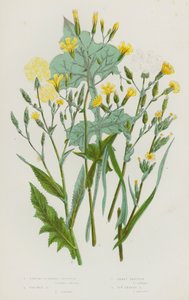 Piante da fiore della Gran Bretagna: Lattuga fortemente profumata, Lattuga spinosa, Lattuga minore, Lattuga a foglie di edera (litografia a colori) da English School