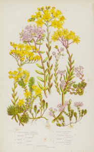 Piante da fiore della Gran Bretagna: Borracina a foglie spesse, Borracina inglese, Borracina bianca, Borracina irsuta, Borracina acre, Borracina gialla insipida, Borracina gialla storta, Borracina di San Vincenzo, Borracina gallese