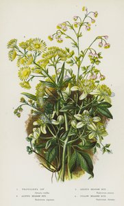 Piante da fiore della Gran Bretagna: Clematide, Ruta dei prati alpina, Ruta dei prati minore, Ruta dei prati gialla da English School