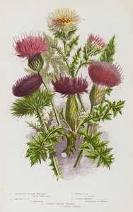Piante Fiorite della Gran Bretagna: Cardo Pennato Tuberoso, Cardo Pennato di Prato, Cardo Pennato Nano, Cardo di Cotone, Cardo Carline Comune da English School