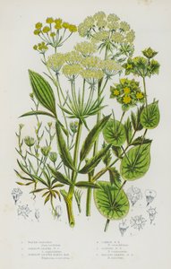 Piante da fiore della Gran Bretagna: Prezzemolo d