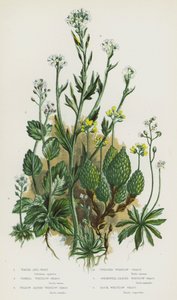 Piante da fiore della Gran Bretagna: Erba d