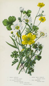 Piante Fiorite della Gran Bretagna: Ranuncolo d