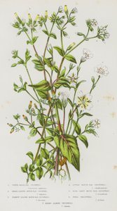 Piante Fiorite della Gran Bretagna: Stellaria d