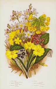Piante da fiore della Gran Bretagna: Hottonia palustris, Primula vulgaris, Primula elatior, Primula veris, Primula farinosa, Primula scotica da English School
