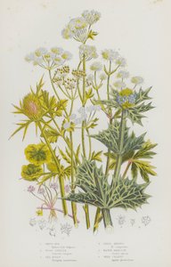Piante da fiore della Gran Bretagna: Rotta bianca, Sanicola dei boschi, Agrifoglio marino, Eryngo dei campi, Cicuta d
