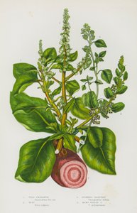 Piante da fiore della Gran Bretagna: Wild Amaranth, Beet, Stinking Goosefoot, Many Seeded Goosefoot da English School