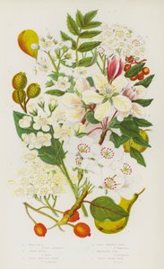 Piante da fiore della Gran Bretagna: Pero selvatico, Melo selvatico, Sorbo selvatico, Sorbo vero, Sorbo degli uccellatori, Sorbo bianco da English School