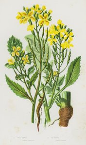 Piante da fiore della Gran Bretagna: Ravanello selvatico, Ravanello marino da English School