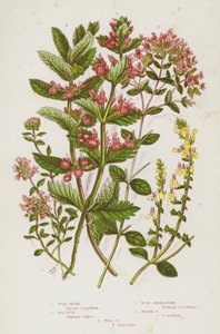 Piante da fiore della Gran Bretagna: Wild Thyme, Majorum, Wood Germander, Water Germander, Wall Germander