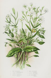 Piante Fiorite della Gran Bretagna: Stellaria di Bosco, Stellaria Comune, Stellaria Maggiore, Stellaria di Palude, Stellaria Minore, Stellaria di Palude