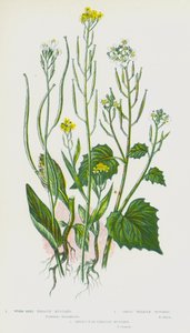 Piante da fiore della Gran Bretagna: Erysimum cheiranthoides, Erysimum cheiranthoides, Erysimum cheiranthoides da English School