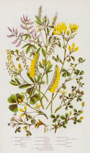 Piante Fiorite della Gran Bretagna: Medicago Gialla, Medicago, Medicago Nera, Medicago Maculata, Medicago Piccola, Medicago Reticolata, Fieno Greco, Meliloto Giallo, Meliloto Bianco, Meliloto di Campo