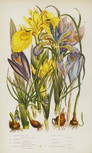Piante da fiore della Gran Bretagna: Iris d
