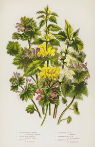 Piante Fiorite della Gran Bretagna: Bocca di Leone Gialla, Ortica Bianca, Ortica Rossa, Ortica a Foglie Incise, Ortica Intermedia, Ortica di Gallina