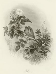 Fiori da English School