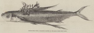 Pesce volante, con una crescita parassitaria sulla schiena (incisione) da English School