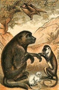 Lemure volante, babbuino, scimmia Diana e marmoset da English School