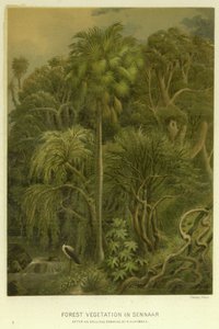 Vegetazione forestale a Sennaar