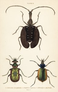 Cacciatore di bruchi della foresta, Calosoma sycophanta, coleottero terrestre, Elaphrus riparius, e coleottero violino, Mormolyce phyllodes da English School