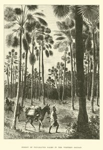 Foresta di Palme a ventaglio nel Sudan Occidentale da English School