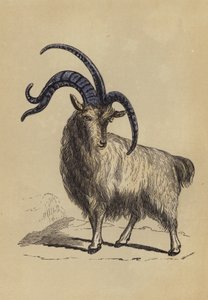 Capra a quattro corna (litografia a colori)