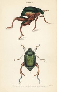 Coleottero dalle zampe di rana o coleottero canguro, Sagra papuana, e coleottero foglia lucente, Chrysophora chrysochlora da English School