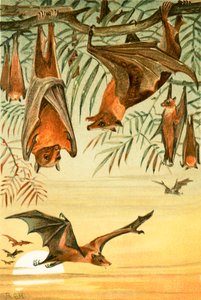 Pipistrelli della frutta
