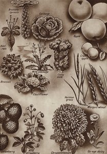 Frutta, verdura e fiori e le varietà selvatiche da cui sono stati coltivati da English School