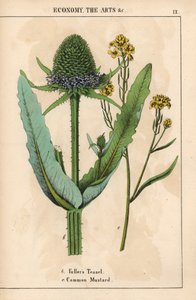 Cardo dei follatori o cardo e senape comune con fiori gialli, da 