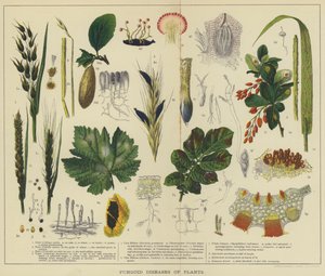 Malattie fungine delle piante (litografia a colori) da English School
