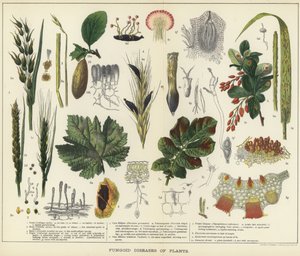 Malattie fungine delle piante da English School