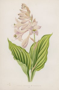 Funkia Undulata; B Variegata (litografia a colori) da English School