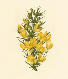 Ginestra, Ulex Europaeus da English School