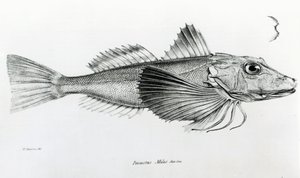 Galapagos Gurnard, tavola 6 da 