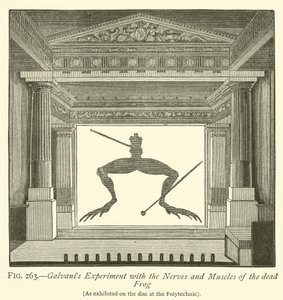 Esperimento di Galvani con i nervi e i muscoli della rana morta da English School