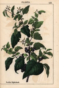 Erba morella con bacche nere Solanum nigrum, da 