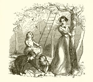 Raccolta di mele