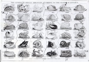Generi di Conchiglie puzzle, pub. da W. Edwards da English School