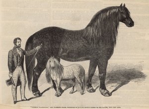 Generale Washington, il cavallo mammut da English School