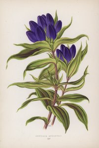 Gentiana Andrewsii (litografia a colori) da English School