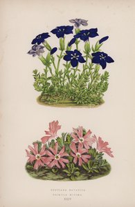 Gentiana Bavarica; Primula Minima (litografia a colori) da English School