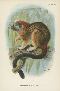 Il Tamarino di Geoffroy da English School