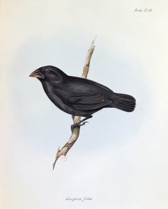 Geospiza Fortis, illustrazione da La Zoologia del Viaggio dell