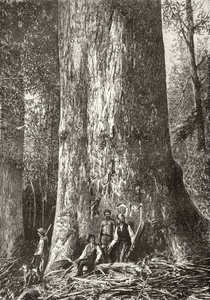 Albero di gomma gigante, da 