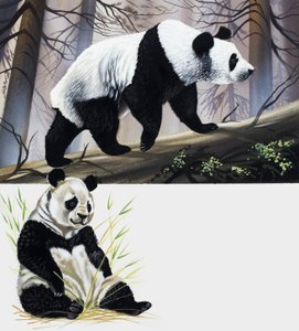 Panda gigante da English School